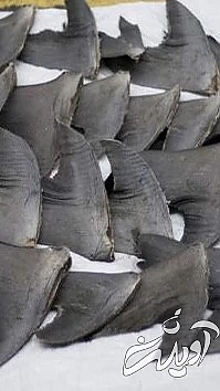 چندش آور ترین غذا‌ های دنیا را بشناسید!/ تصاویر